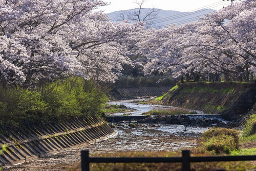 川沿いに咲く満開の桜並木と新緑の春