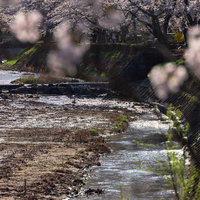 笹原川沿いに続く千本桜が満開、樹齢の長い桜並木が清流を彩る春の風景の写真