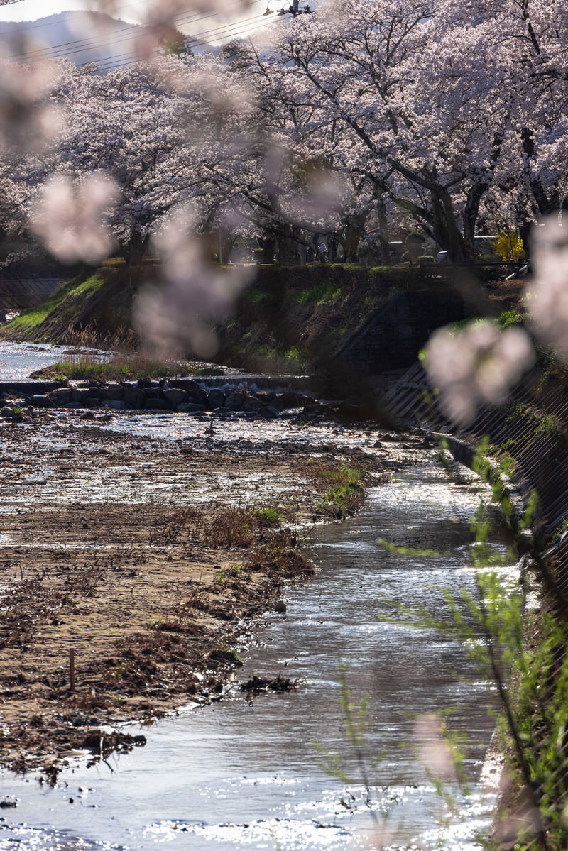笹原川沿いに満開の桜が並び、清流が流れる春の花見風景