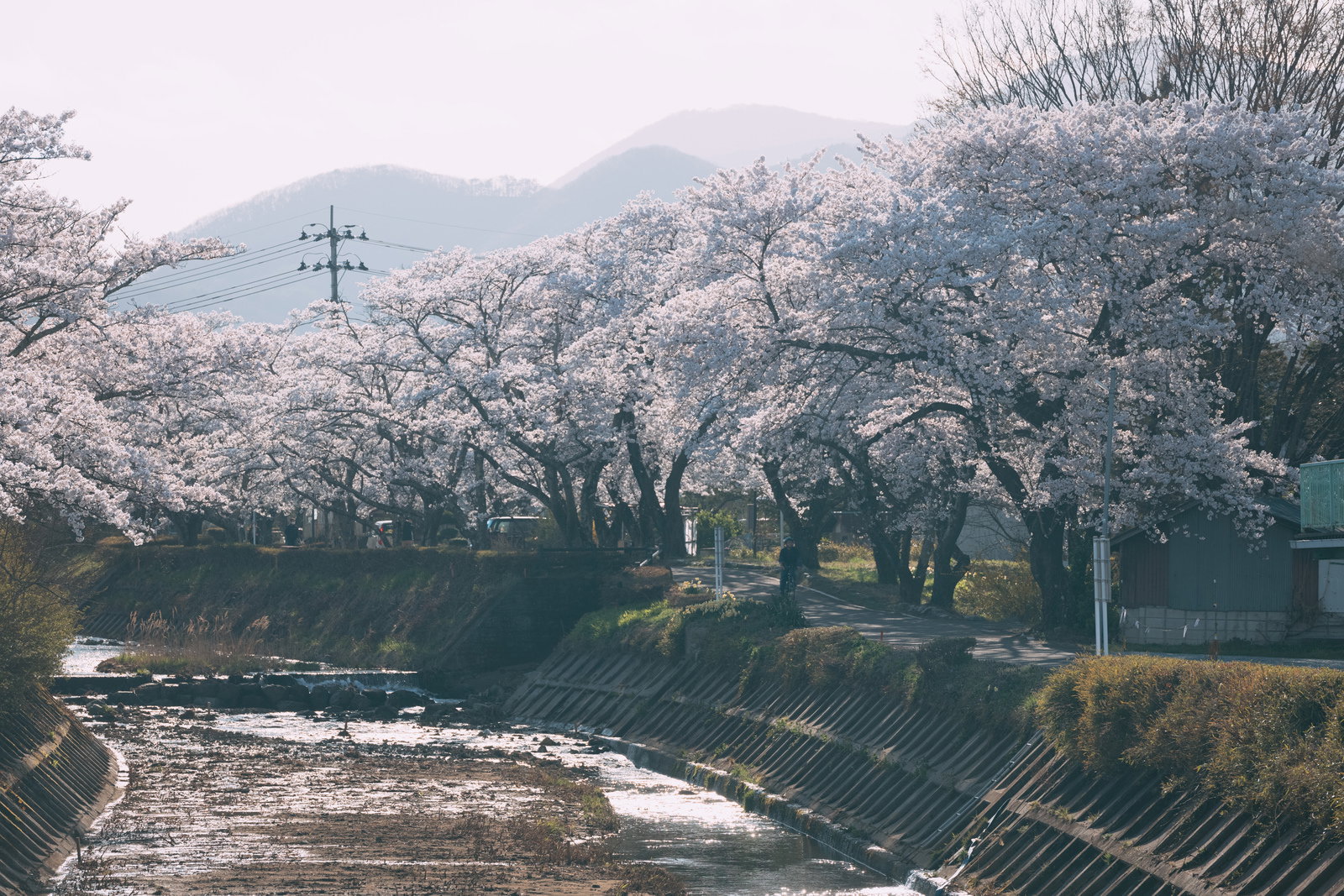 笹原川千本桜の満開の桜並木に囲まれた道路から山々を望む景色