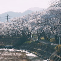 笹原川千本桜の満開の桜並木を歩く郡山市の春の道路風景の写真