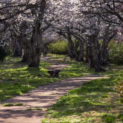 藤田川の両岸にずらりと並ぶ満開の桜並木--福島県郡山市の写真素材