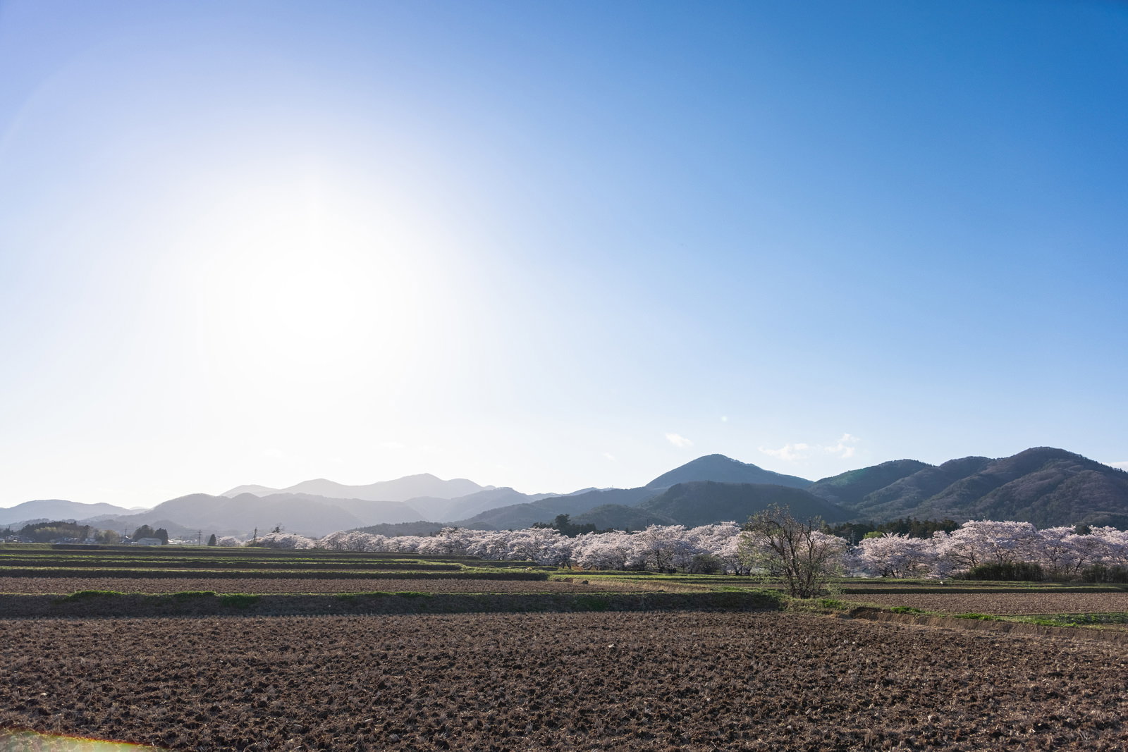 A spring landscape where white and pink cherry blossom avenues (sakura namiki) form rows in the distance beyond the rice fields