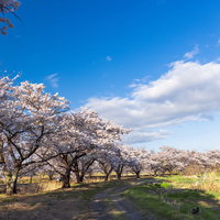 轍残る道と満開の桜並木（笹原川の千本桜）の写真