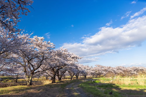 轍残る道と満開の桜並木（笹原川の千本桜）