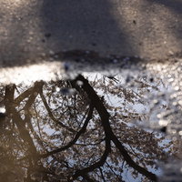 水溜りに反射する笹原川千本桜の春景色の写真