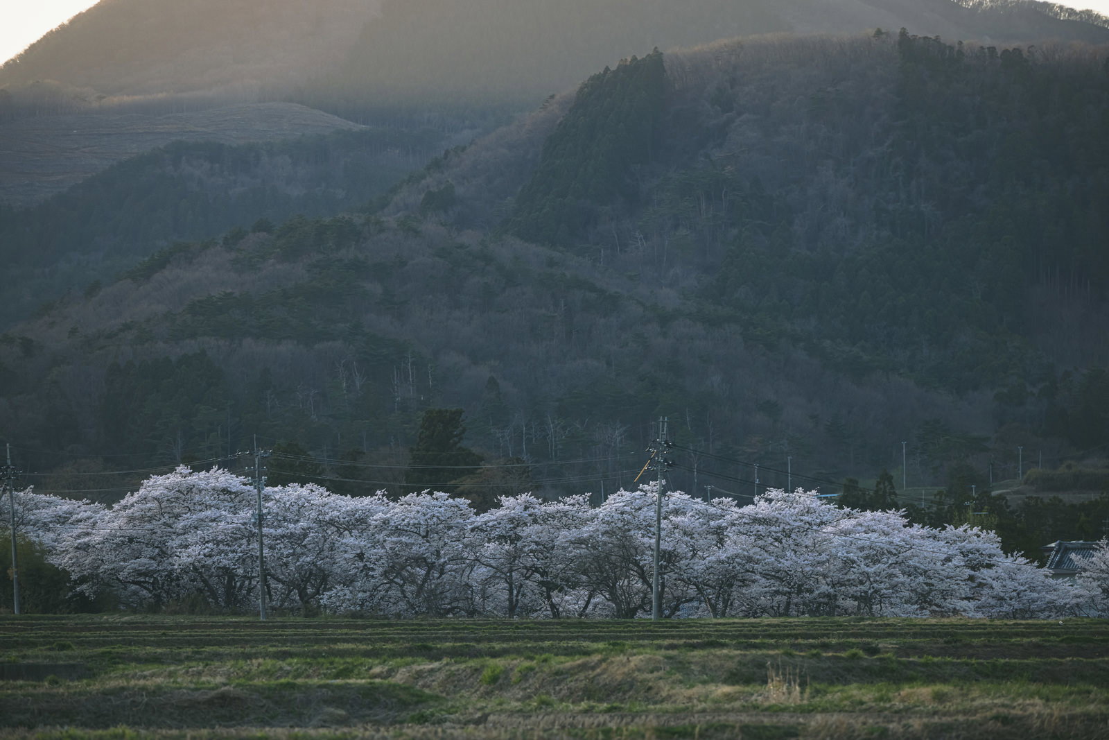 Rural scenery where a cherry blossom avenue (sakura namiki) in full white bloom stretches horizontally in a single line against a mountain backdrop