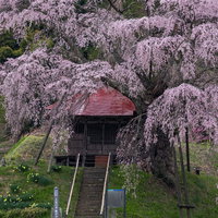 不動堂を覆うエドヒガンの枝垂れ桜の写真