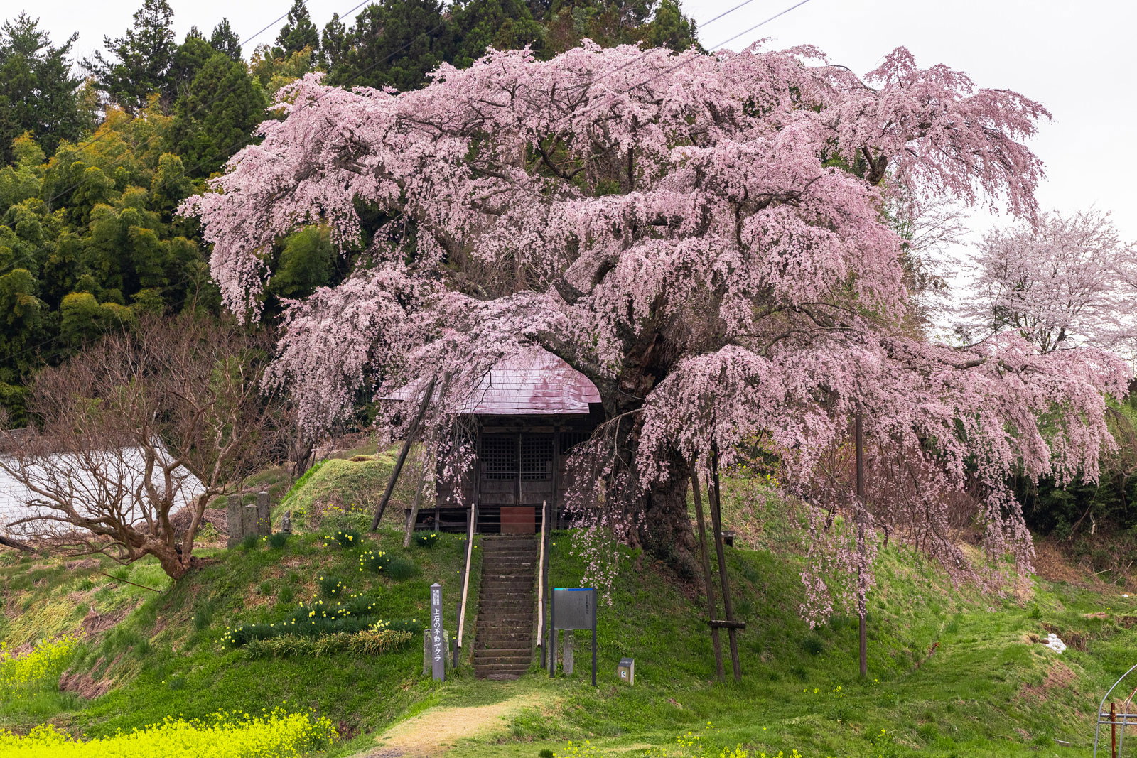 不動堂を包むように咲く満開の枝垂れ桜、上石の不動桜