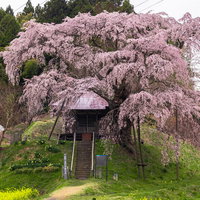 不動堂を優しく包む上石の不動桜、満開の枝垂れ桜の写真