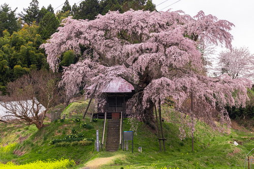不動堂を優しく包む上石の不動桜、満開の枝垂れ桜