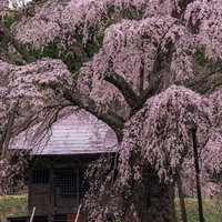 福島県郡山市・境内から伸びる満開の上石の不動桜の写真