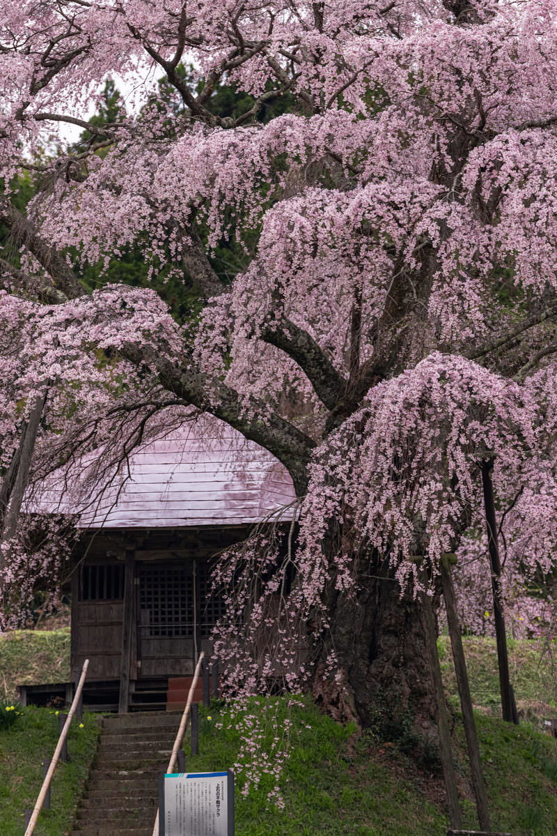 境内の茅葺き屋根の不動堂と薄紅色に満開の枝垂れ桜