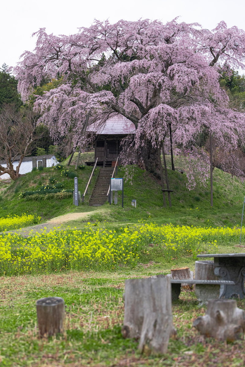 手前の菜の花畑越しに満開に咲く薄紫色の上石の不動桜