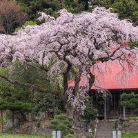 赤い屋根を背景に咲き誇る満開の水月観音堂桜の写真
