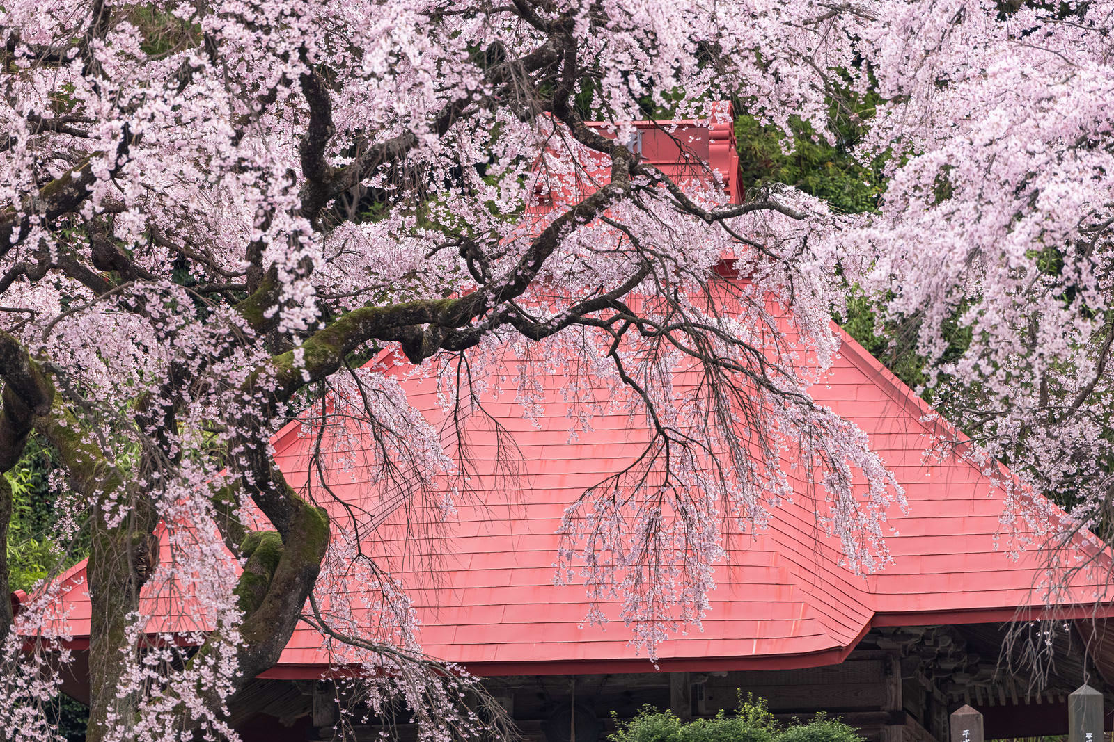 満開の水月観音堂桜が赤い屋根のお堂を覆うように咲く春の風景