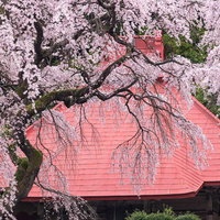 水月観音堂桜が赤い屋根のお堂を包み込む満開の春景色の写真