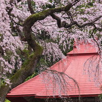 常林寺の水月観音堂を彩る満開の桜と苔むした古木の写真