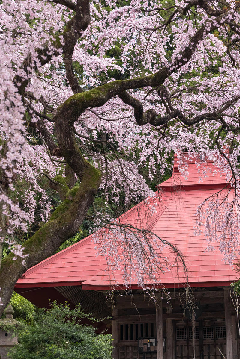 苔むした古木から薄紫の桜が満開に咲き、朱色の屋根が見える常林寺の水月観音堂
