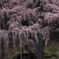地蔵堂に寄り添う紅枝垂地蔵桜の満開風景の写真