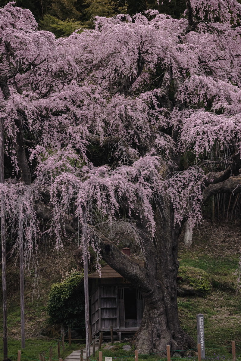 Scenery of the full-bloom drooping cherry blossoms in front of the Jizo shrine