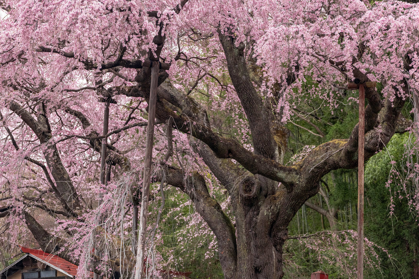 満開のピンク色の枝垂れ桜が支柱で支えられ、古い黒い幹が見える春の景色
