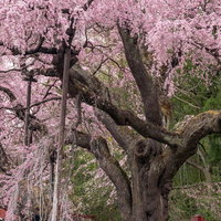 満開の枝垂れ桜を支える支柱と古木の春景色の写真