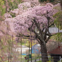 古い幹を支える支柱と満開に咲く枝垂れ桜の春景色の写真