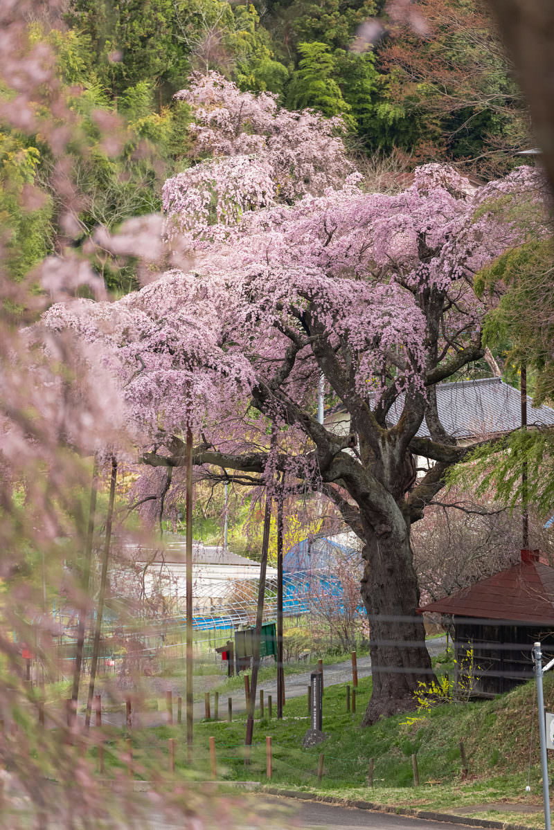 古い幹と支柱に支えられた満開の薄紫色の枝垂れ桜