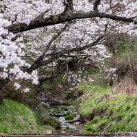 春を呼ぶ伊勢桜と小川の流れ、樹齢古い幹に満開の白い花の写真