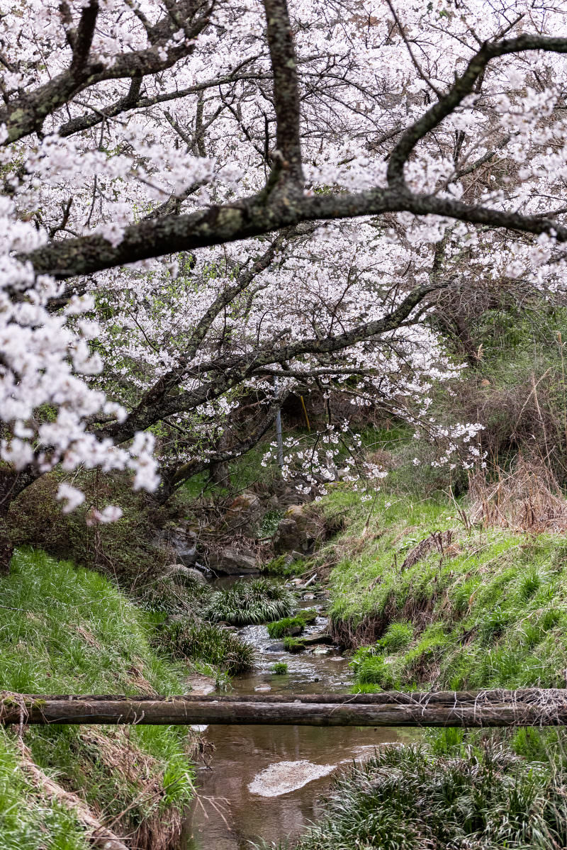 古い伊勢桜の幹の上に咲く満開の白い花と、岸辺の草が茂る小川