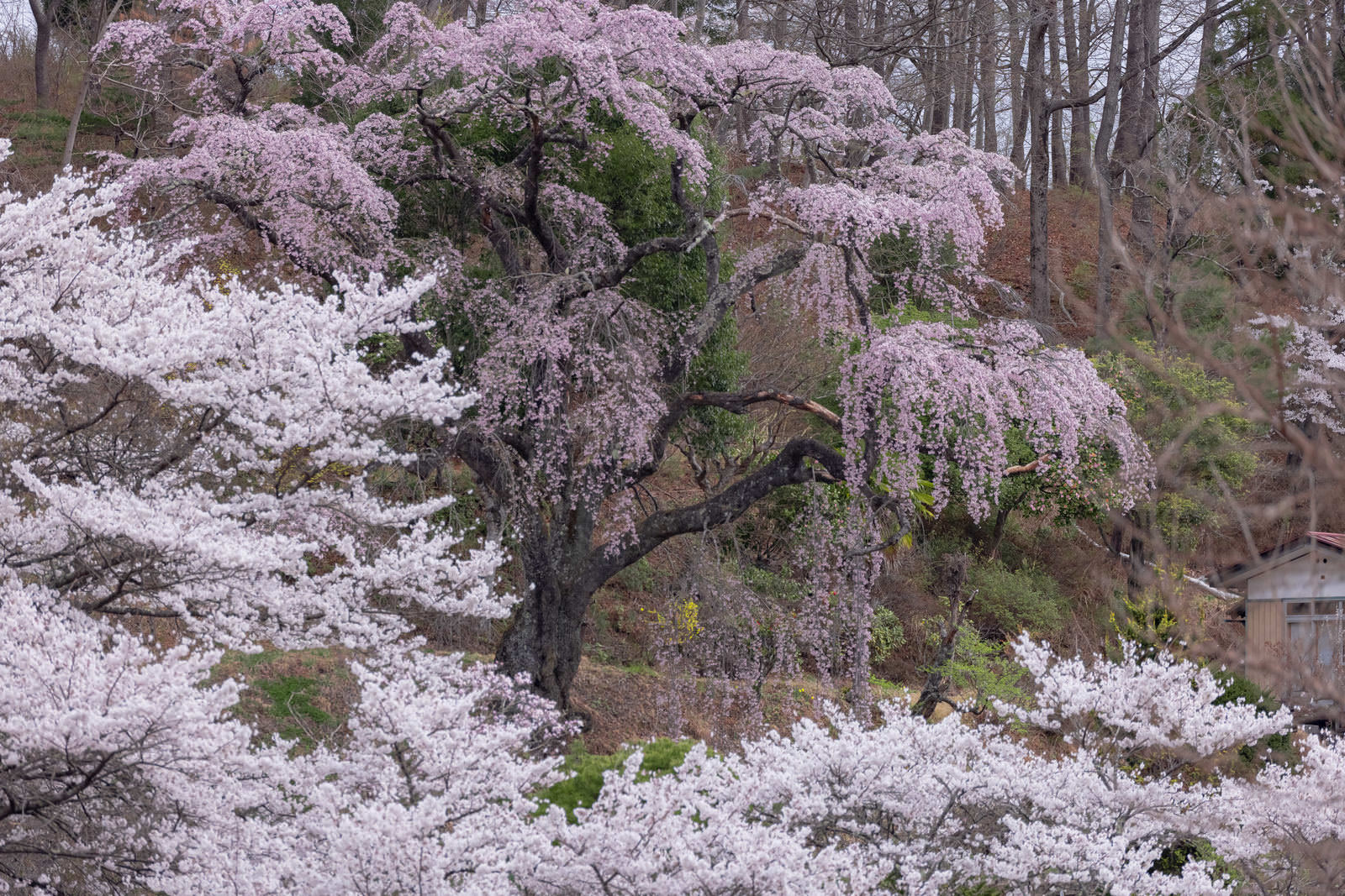 満開の桜に囲まれた枝垂れ桜の老木