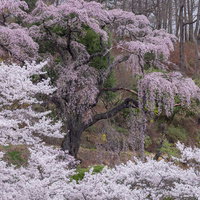 春の桜と枝垂れ桜の老木の写真