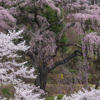 咲く伊勢桜と古木の物語 福島県郡山市の樹齢を重ねた桜並木の写真