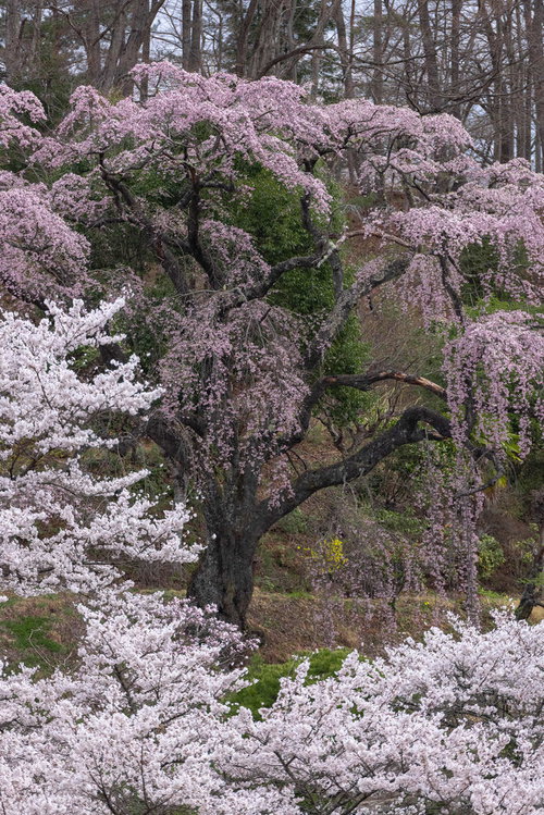 咲く伊勢桜と古木の物語 福島県郡山市の樹齢を重ねた桜並木