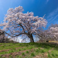 青空に枝を広げて満開に咲く五斗蒔田桜の一本桜の写真