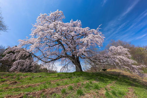 青空に枝を広げて満開に咲く五斗蒔田桜の一本桜