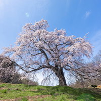 青空に見上げた満開の一本桜、福島県郡山市の五斗蒔田桜の写真
