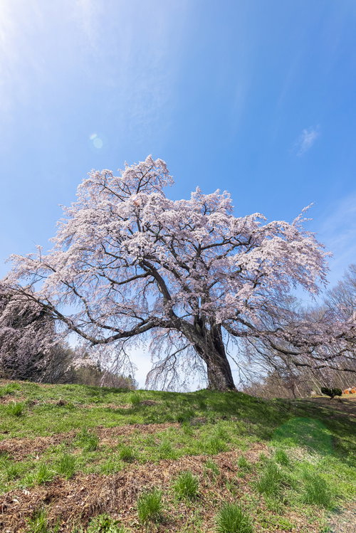 青空に見上げた満開の一本桜、福島県郡山市の五斗蒔田桜