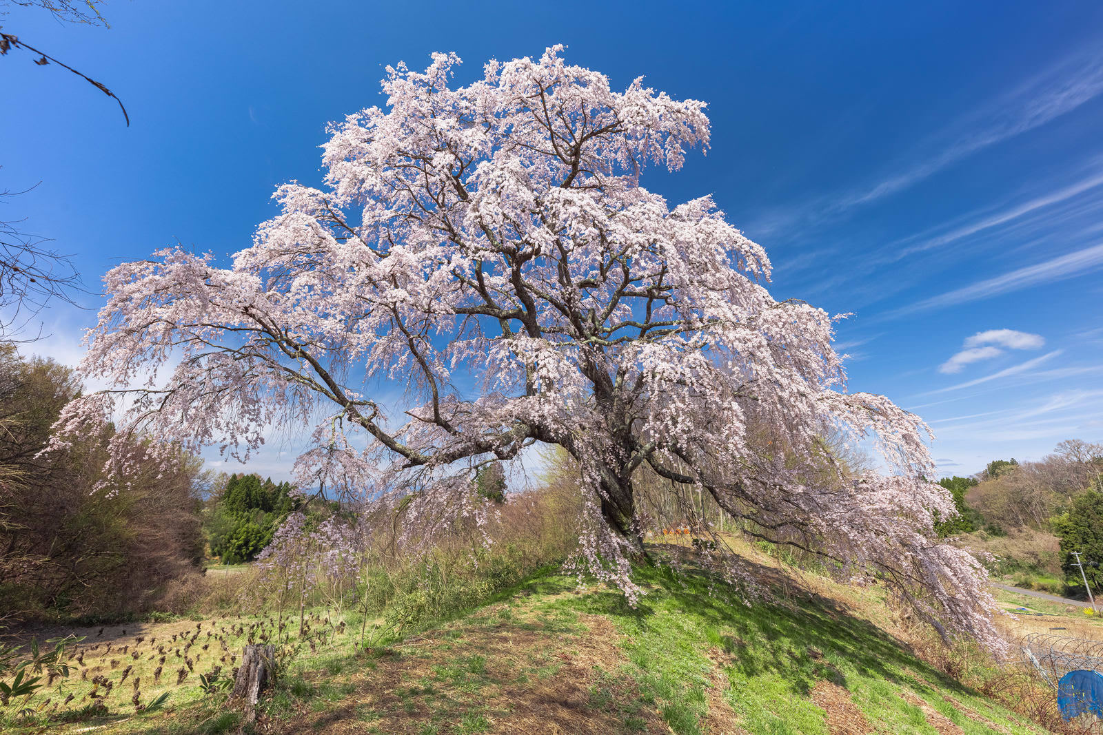 青空と満開の五斗蒔田桜（枝垂れ桜）