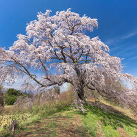 澄んだ青空と満開の一本桜、福島県郡山市の五斗蒔田桜の写真