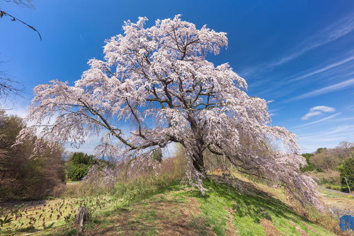 澄んだ青空と満開の一本桜、福島県郡山市の五斗蒔田桜