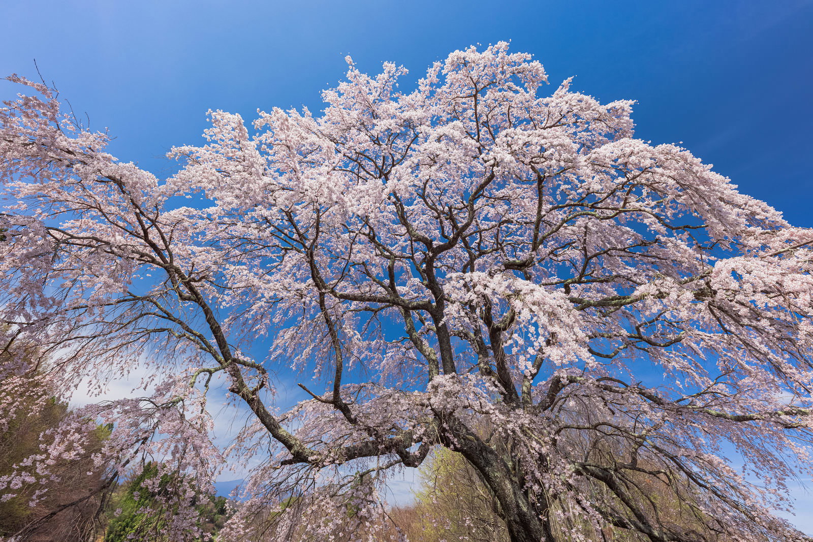 青空を背景に満開に咲く樹齢150年のエドヒガン桜「五斗蒔田の桜」