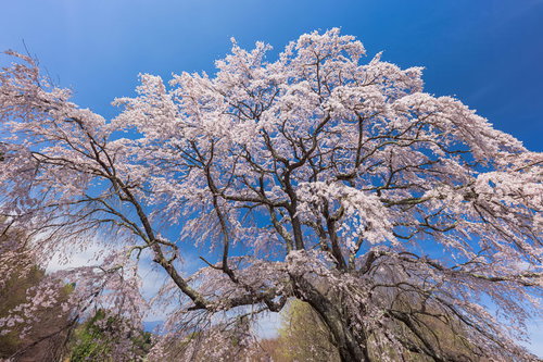 樹齢約150年のエドヒガン「五斗蒔田の桜」