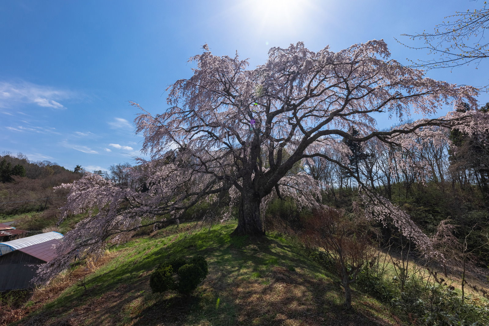 太陽を背に枝を広げる五斗蒔田のしだれ桜
