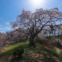 太陽を背にした五斗蒔田の樹齢の古い桜の満開の姿の写真