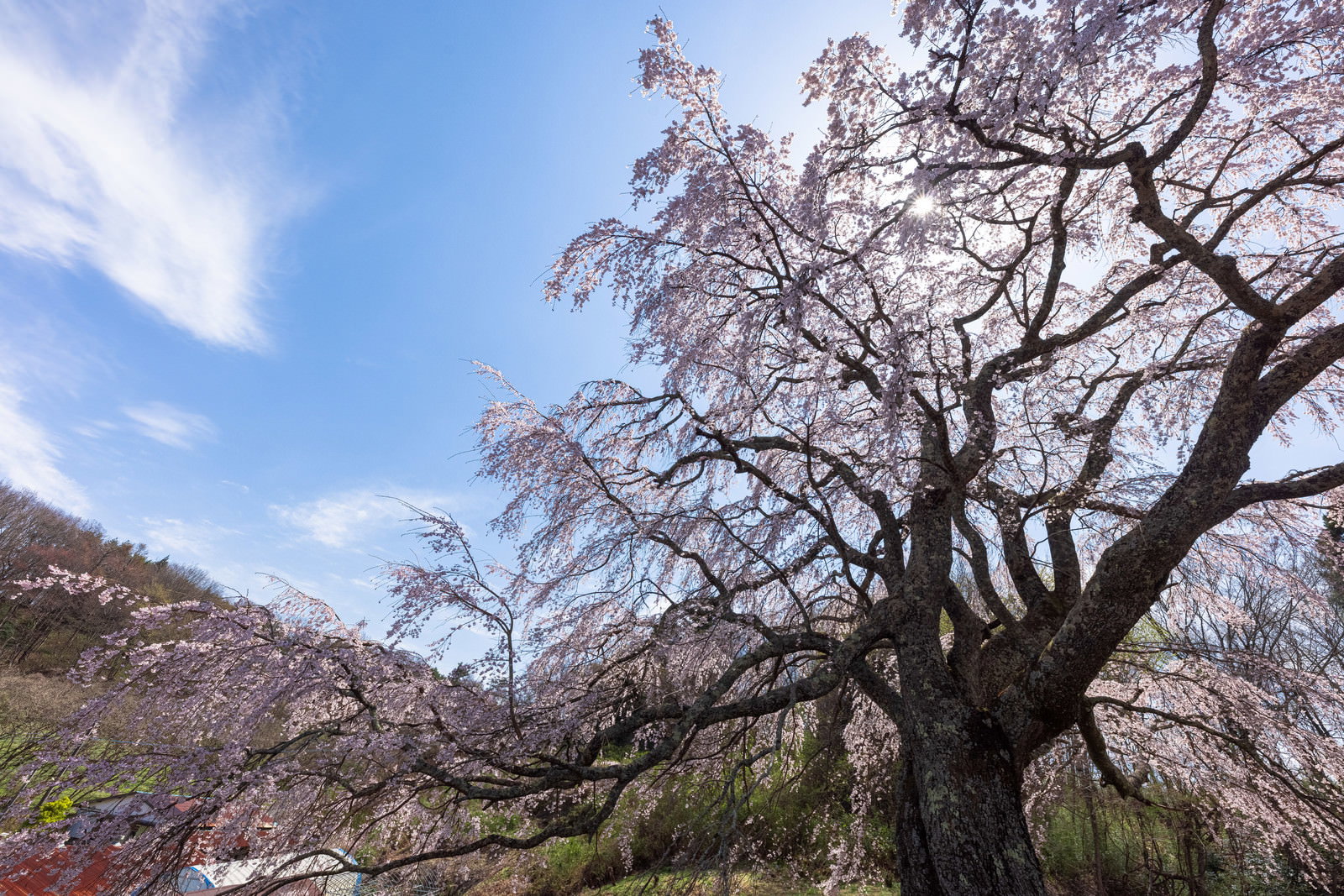 満開の五斗蒔田桜の花々の間から差し込む光芒と青空