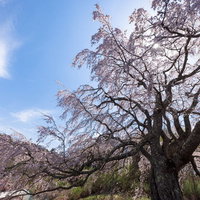 満開の五斗蒔田桜から覗く光芒と青空の写真
