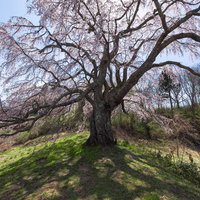 青空の下で満開の五斗蒔田桜、地面に伸びる影の写真