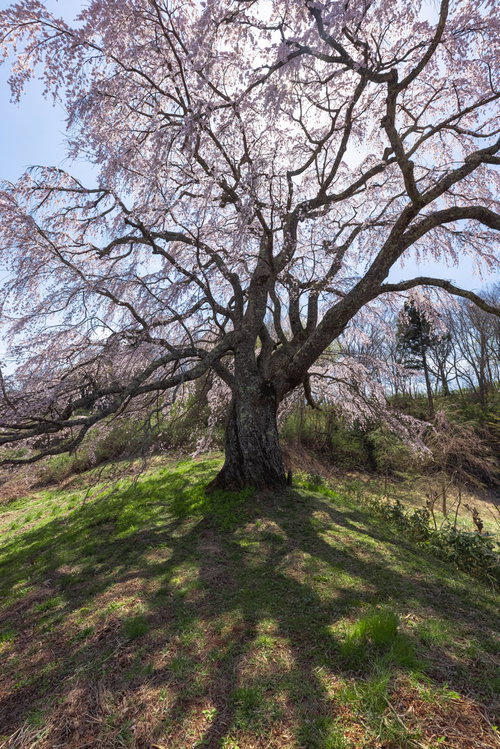 青空の下で満開の五斗蒔田桜、地面に伸びる影